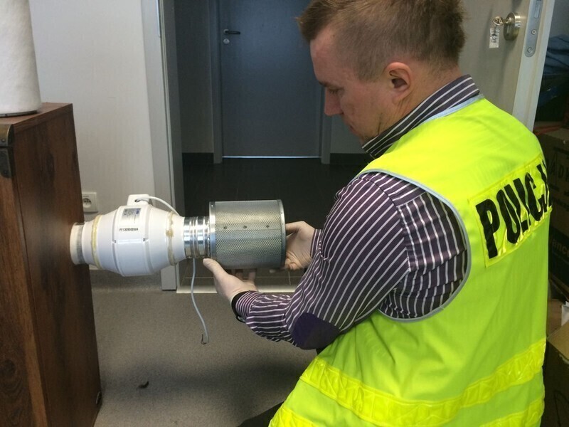 Zdjęcie 4: Mała plantacja w wynajętym mieszkaniu 