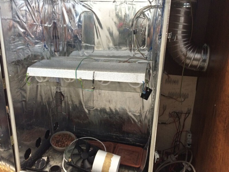 Zdjęcie 5: Mała plantacja w wynajętym mieszkaniu 