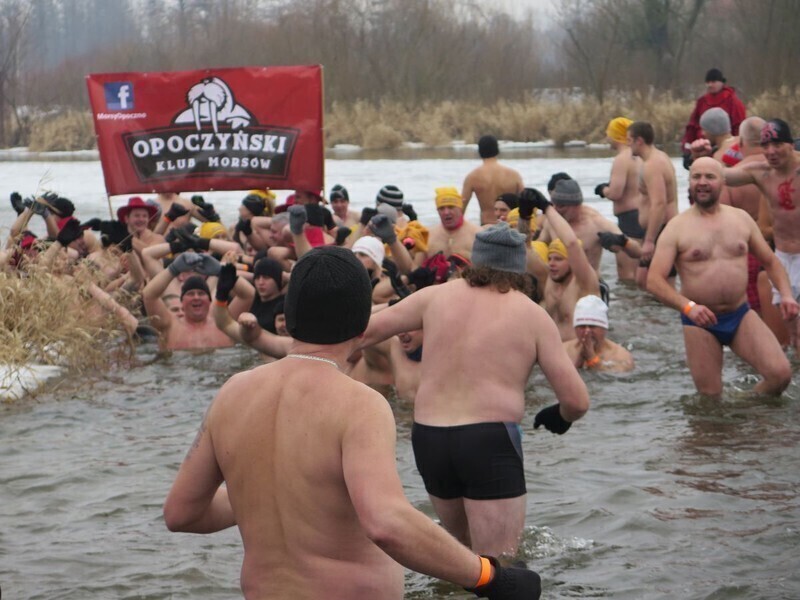 Zdjęcie 61: Morsy są szalone! 