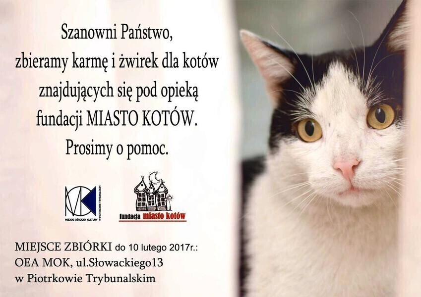 Pomóż piotrkowskim kocurom