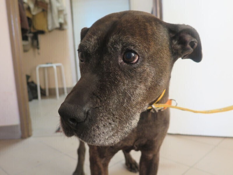 Człowieczeństwo Uczmy się od zwierząt