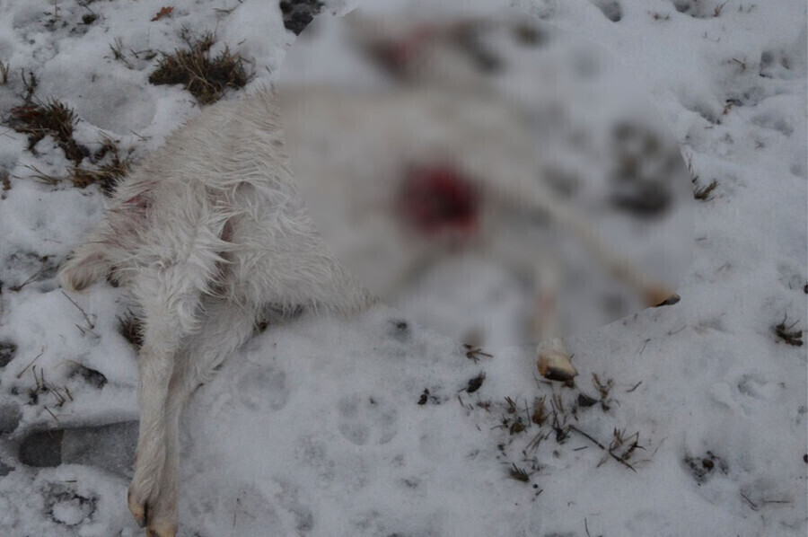 Kozy zagryzione przez husky. Właściciel psa poszukiwany