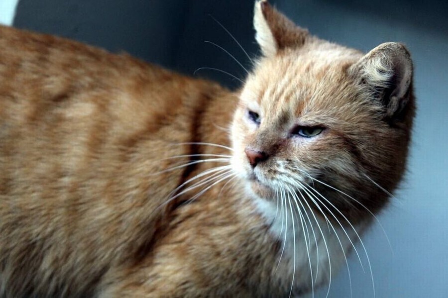 Rudy Boniek znalazł nowych właścicieli