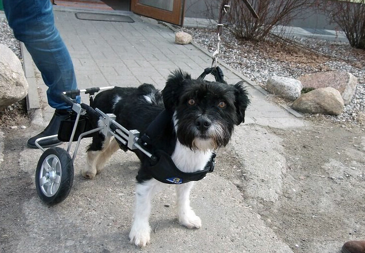 Tippi ma już wózek