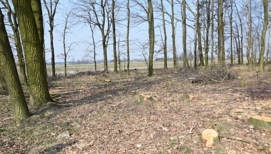 Do 5 lat za kradzież drzew