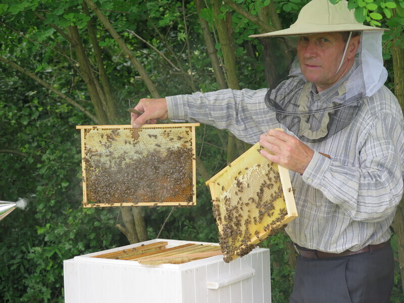 Pierwszy miód z piotrkowskich uli
