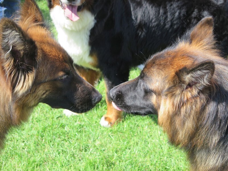 Łapy łapy cztery łapy...