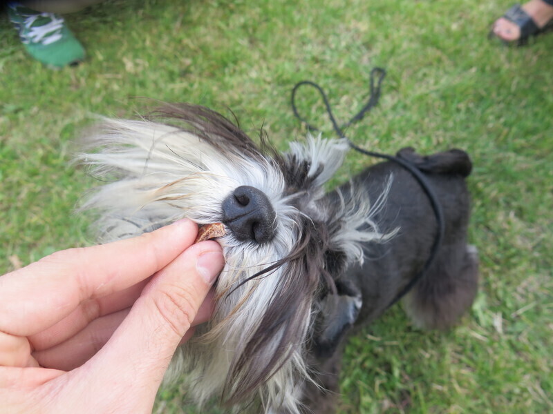 Kilkaset psów w jednym miejscu