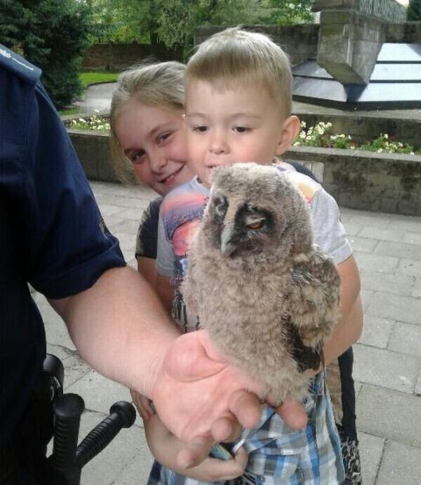 Puszczyk wypadł z gniazda pomogli policjanci