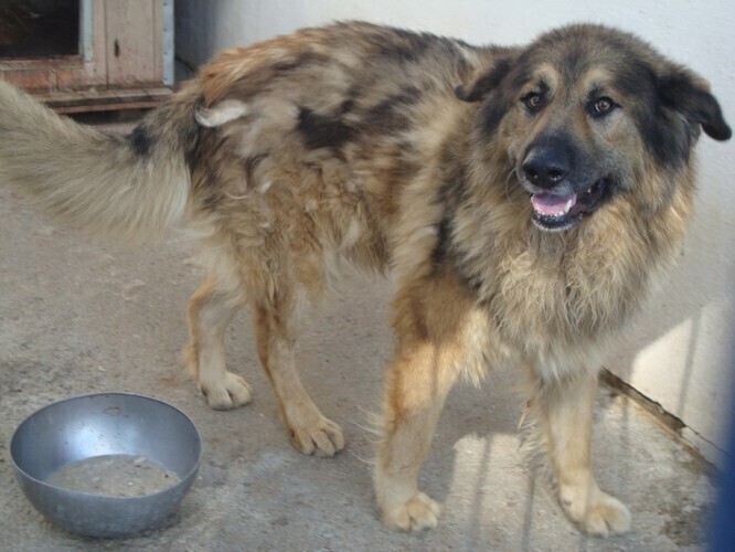 Wystaw miskę z wodą dla czworonoga