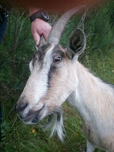 Koza i pies biegały po drodze