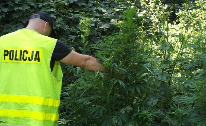 Uprawa konopi w gminie Gorzkowice zlikwidowana