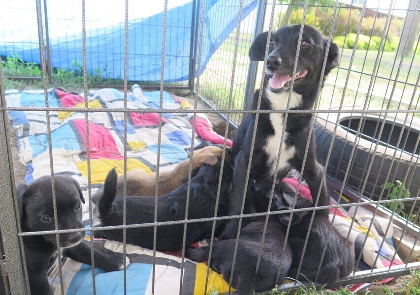 Rekordowo mało psów i kotów w schronisku