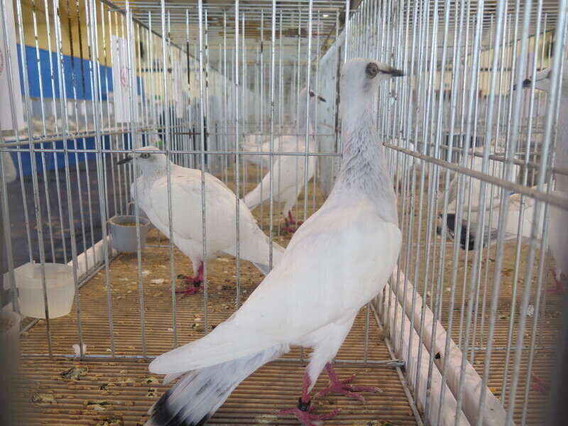 Najpiękniejsze Polskie Długodziobe Lotne