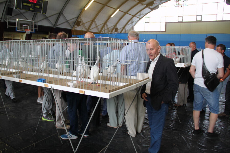 Pokaz gołębi rasowych w Moszczenicy