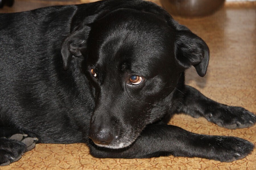 W Piotrkowie czipujemy do grudnia