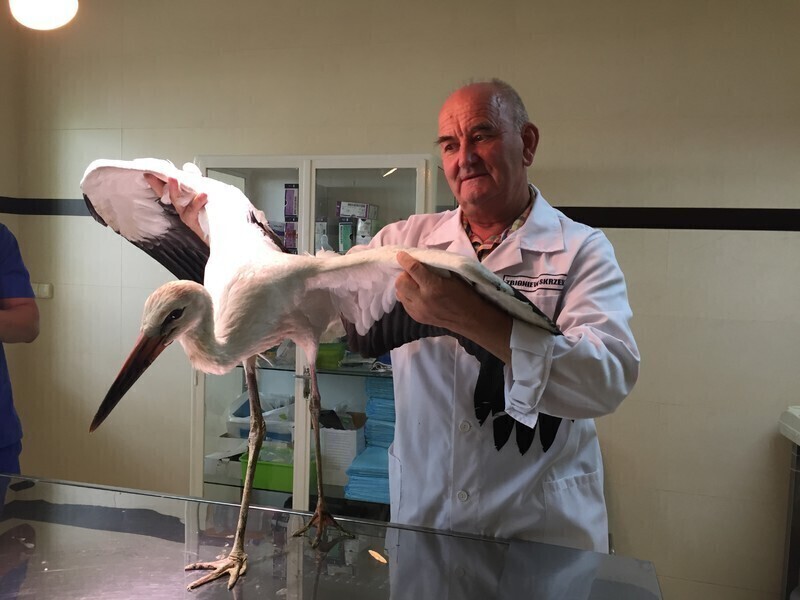 Ranne boćki już nie odlecą...