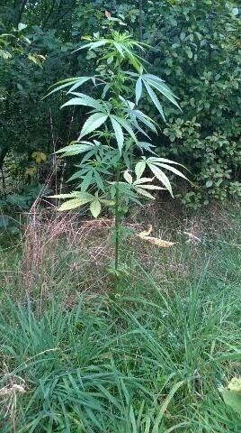 Konopie w dorzeczu Pilicy. Trwają poszukiwania właściciela uprawy