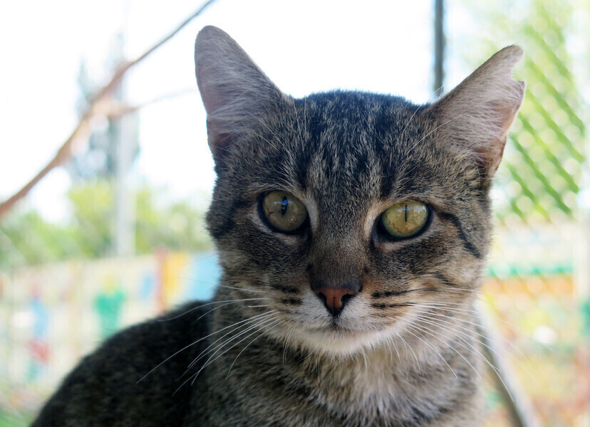Opiekujesz się kotami wolno żyjącymi