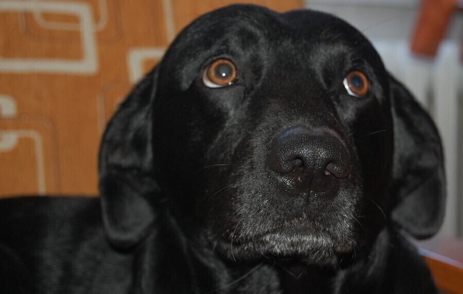 Becikowe dla psów. Tak Wolbórz zachęca do adopcji