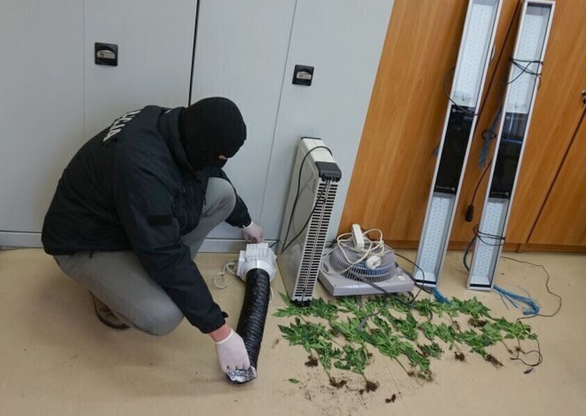 Plantacja konopi w centrum Tomaszowa