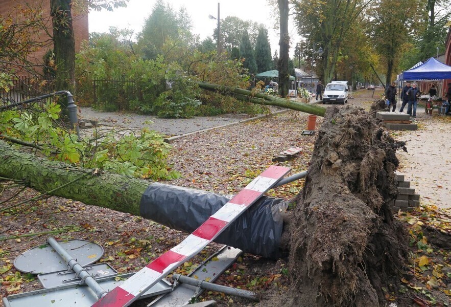 Ksawery wyrywał drzewa z korzeniami VIDEO