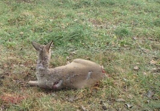 Psy zaatakowały młodą sarnę