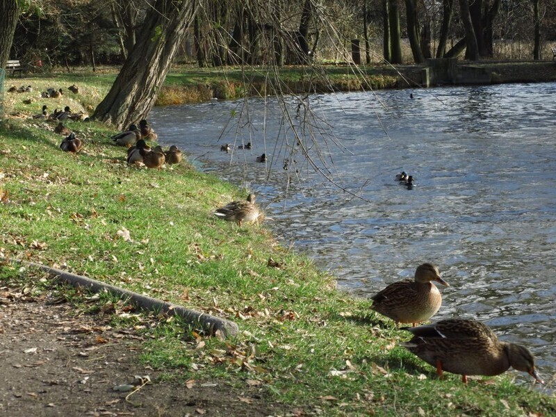 Siłownia i plac zabaw w parku Belzackim