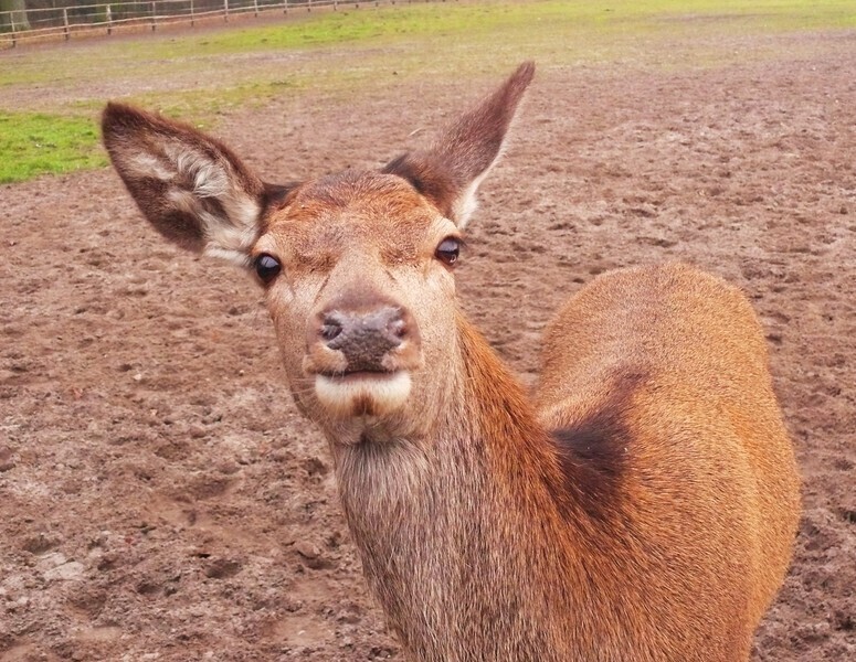 Czy zwierzęta mówią w wigilijną noc