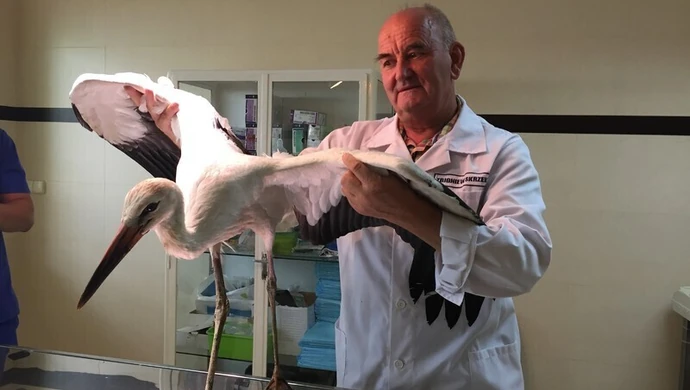 Ranne boćki już nie odlecą...