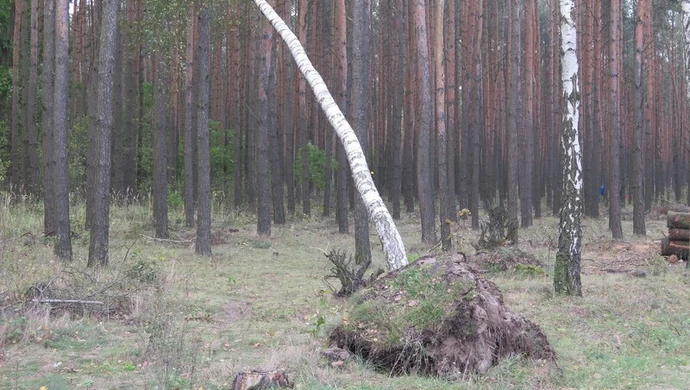 Co z drzewami połamanymi w trakcie wichury?