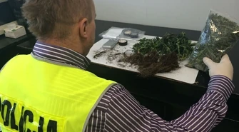 Mała plantacja w wynajętym mieszkaniu 