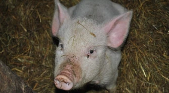 Mieszkańcy nie chcą chlewni 