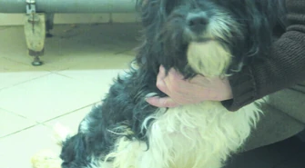 Tippi ma zmiażdżone łapki i potrzebuje wózka [AKTUALIZACJA]