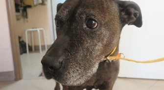 Człowieczeństwo? Uczmy się od zwierząt