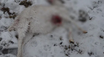 Kozy zagryzione przez husky. Właściciel psa poszukiwany