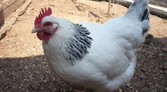 Są pierwsze kary. Za kury