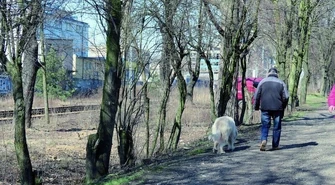 Szykuje się wycinka. Duża wycinka