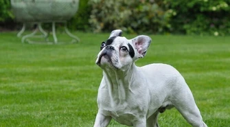 Buldożki francuskie – nasi wrażliwi, miejscy towarzysze