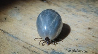 Już 8 przypadków boreliozy w naszym regionie