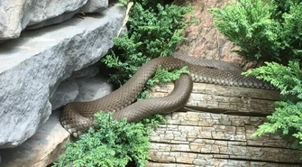 Niebezpieczny gad w ogródku?