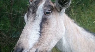 Koza i pies biegały po drodze 