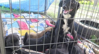 Rekordowo mało psów i kotów w schronisku 