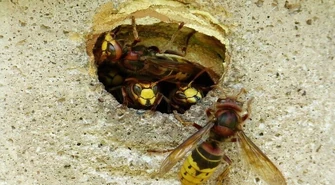 Letnie problemy z owadami