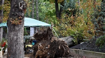 Wytną kasztanowce na Cmentarnej