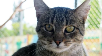 Opiekujesz się kotami wolno żyjącymi?