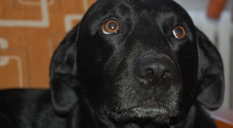 Becikowe dla psów. Tak Wolbórz zachęca do adopcji 