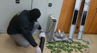 Plantacja konopi w centrum Tomaszowa 