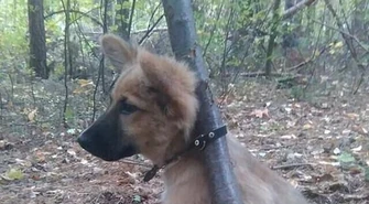 Przywiązał psa do drzewa i porzucił...