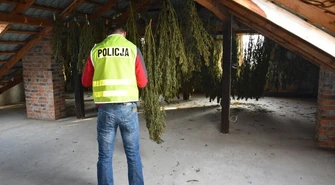 60 kg marihuany w domu. 35-latek zatrzymany